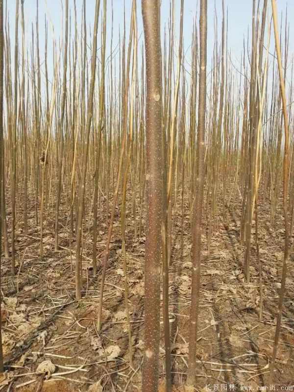 泡桐树图片泡桐树基地实拍