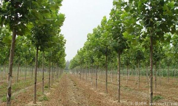 梧桐树图片梧桐树基地实拍