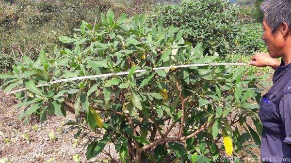 结香图片基地实拍