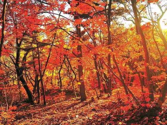 年度盘点 | 辽宁六大变化推进绿色发展