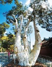 年度盘点 | 生态司：国土绿化 绘就美丽中国新画卷