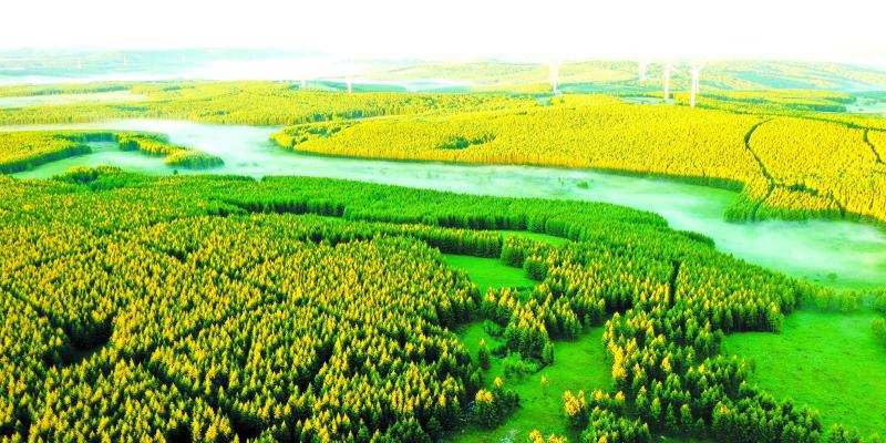 年度盘点 | 生态司：国土绿化 绘就美丽中国新画卷