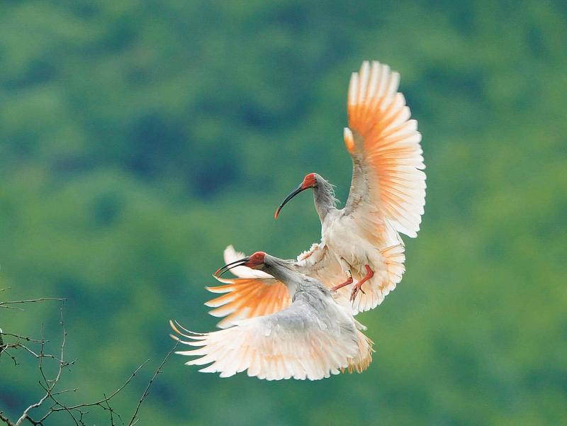 年度盘点 | 陕西：实施深绿战略 青山绿水入画来