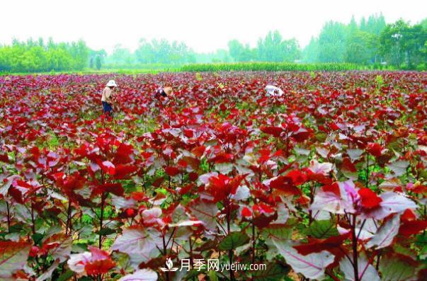 南阳桐柏县红叶杨苗木基地铺开致富路(图1)