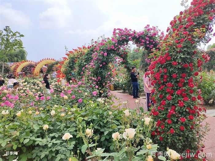 打造庭院花园的施工步骤(图1) 打造庭院花园的施工步骤(图1)