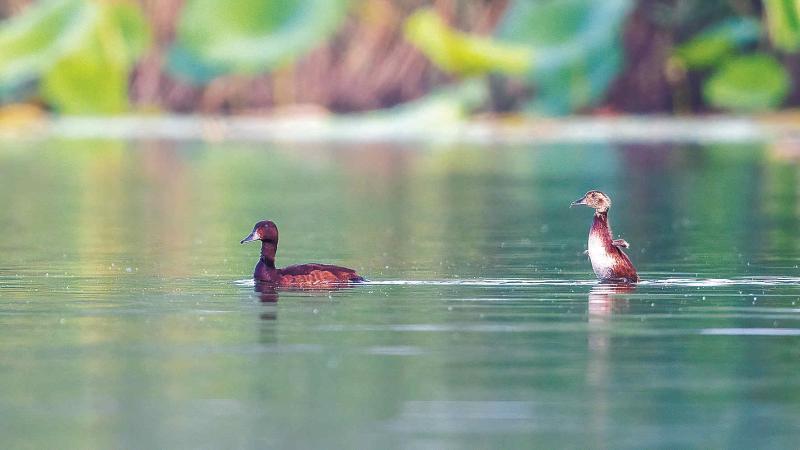年度盘点 | 燕赵大地林草丰美万壑鸟鸣