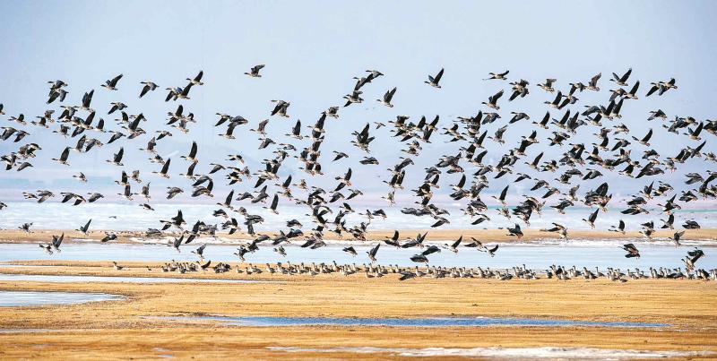 年度盘点 | 燕赵大地林草丰美万壑鸟鸣