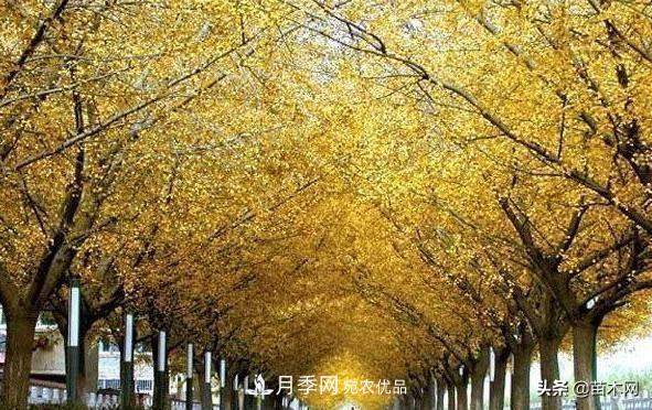 秋季苗木看这几种绿化树,越看越美(图1) 秋季苗木看这几种绿化树,越看越美(图1)