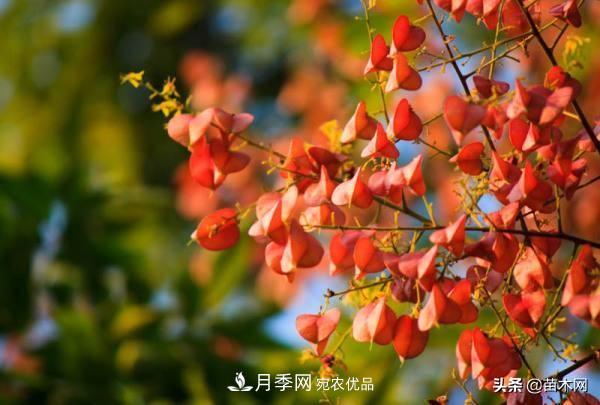 秋季苗木看这几种绿化树,越看越美(图4) 秋季苗木看这几种绿化树,越看越美(图4)