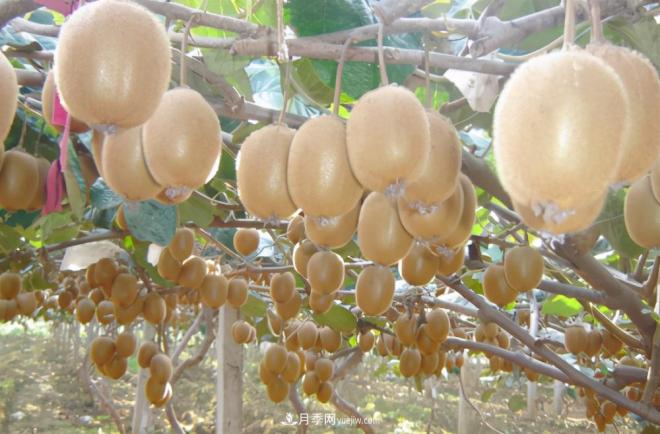 河南西峡:美丽乡村绿水青山“变现”金山银山(图2) 河南西峡:美丽乡村绿水青山“变现”金山银山(图2)