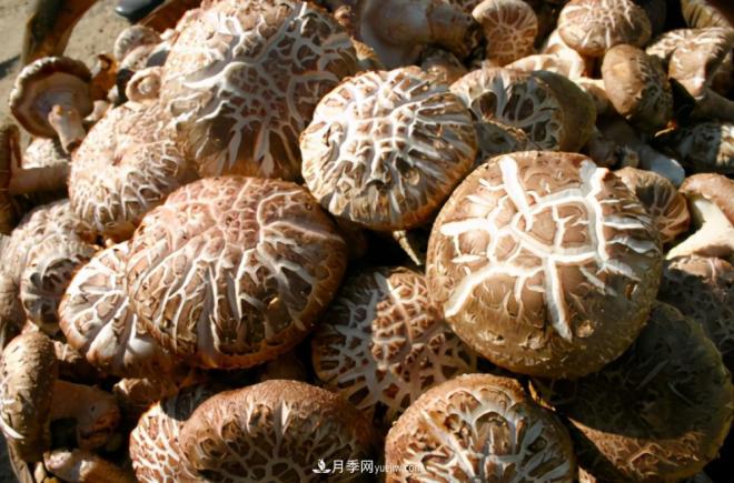 河南西峡:美丽乡村绿水青山“变现”金山银山(图3) 河南西峡:美丽乡村绿水青山“变现”金山银山(图3)