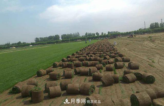 常用草坪草种及其品种总结(图2) 常用草坪草种及其品种总结(图2)