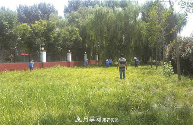 常用草坪草种及其品种总结(图4) 常用草坪草种及其品种总结(图4)