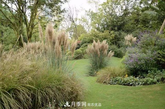 常用草坪草种及其品种总结(图1) 常用草坪草种及其品种总结(图1)