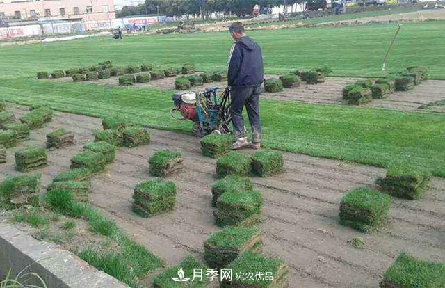 常用草坪草种及其品种总结(图3) 常用草坪草种及其品种总结(图3)