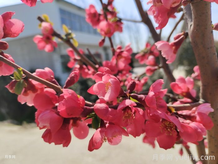 15种常见先花后叶植物汇总(图5)