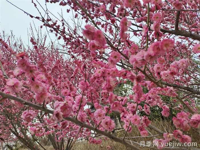 15种常见先花后叶植物汇总(图1)