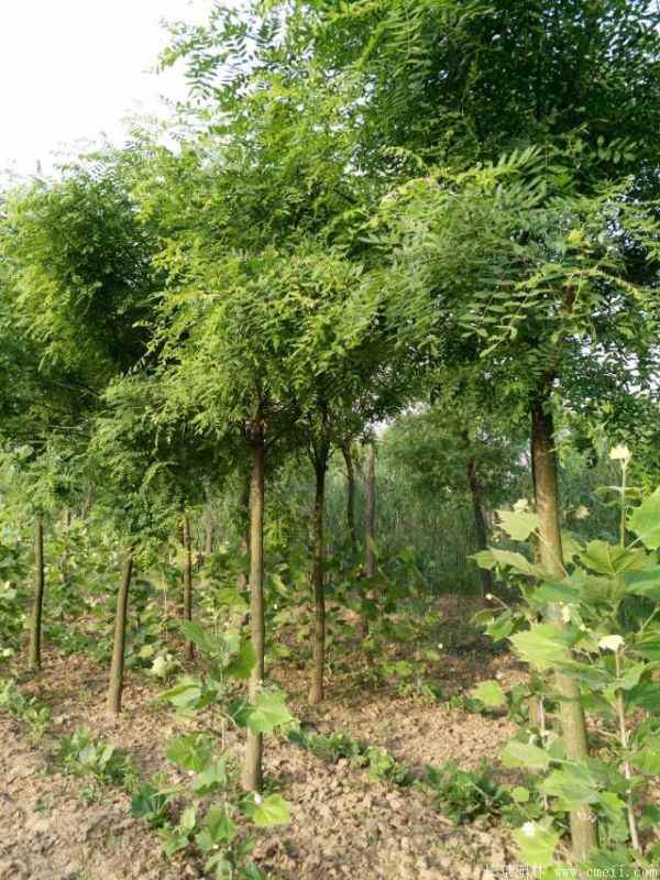 洋槐树图片洋槐树基地实拍