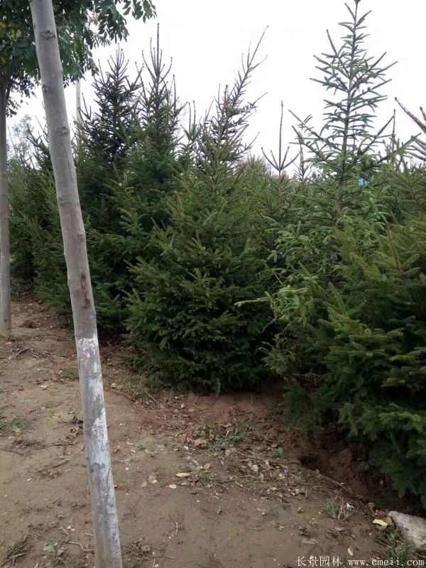 云杉图片基地实拍