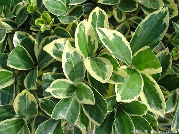 金边黄杨小苗图片基地实拍