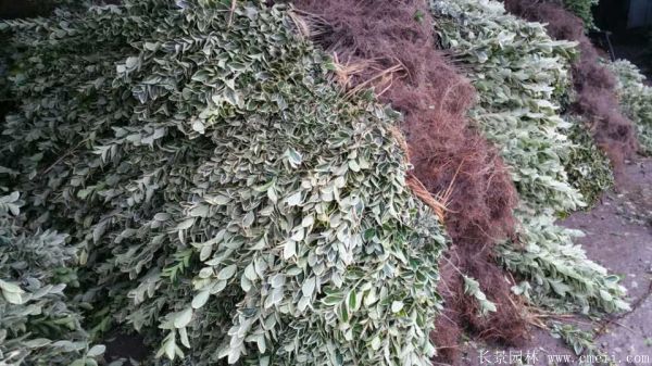 金边黄杨小苗图片基地实拍