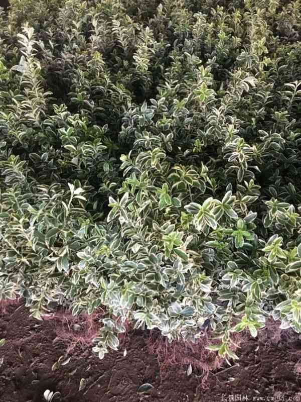 金边黄杨小苗图片基地实拍