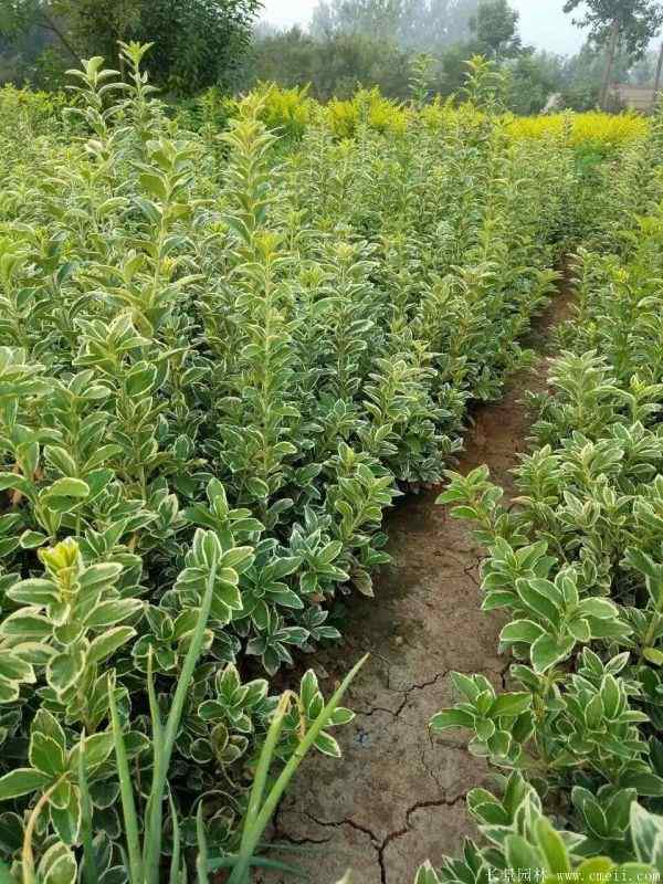 金边黄杨小苗图片基地实拍