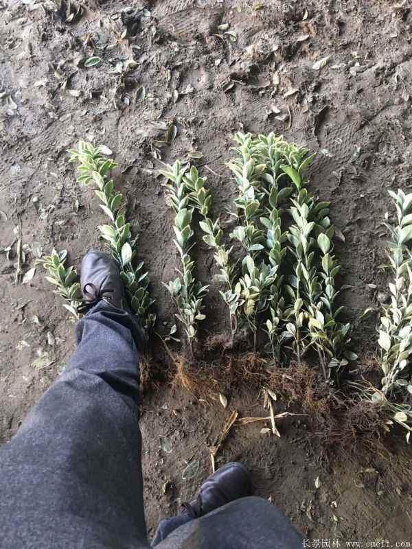 金边黄杨小苗图片基地实拍