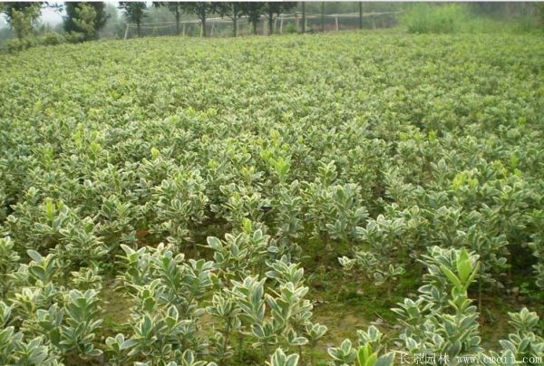 金边黄杨小苗图片基地实拍