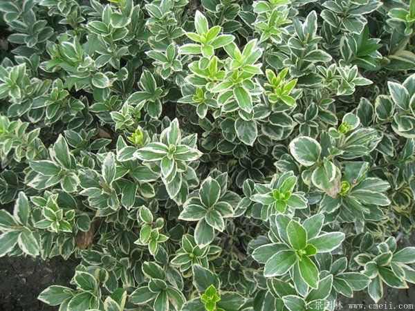 金边黄杨小苗图片基地实拍