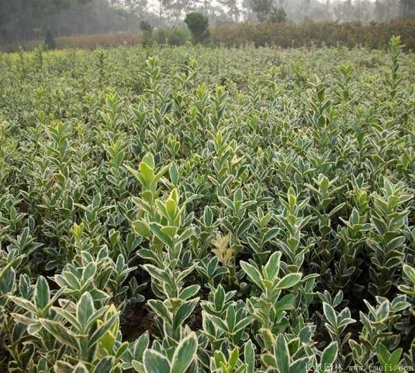 金边黄杨小苗图片基地实拍