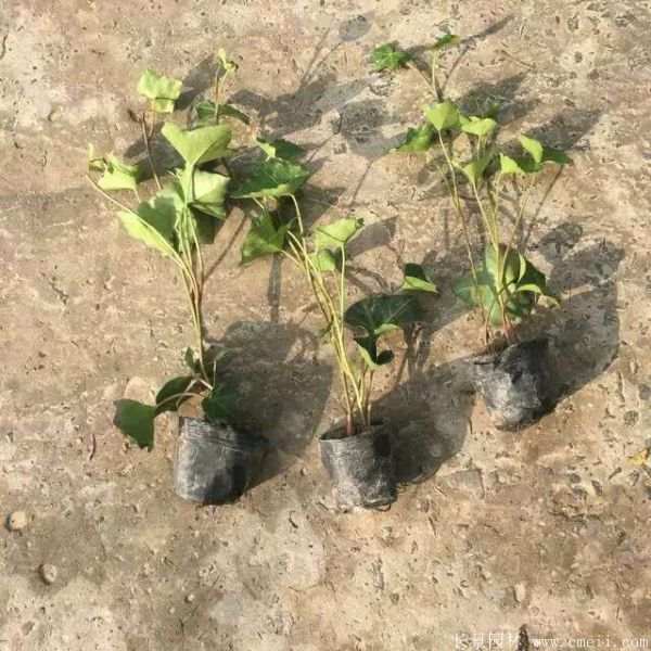 爬山虎苗图片基地实拍