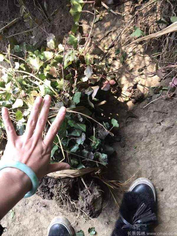 爬山虎苗图片基地实拍