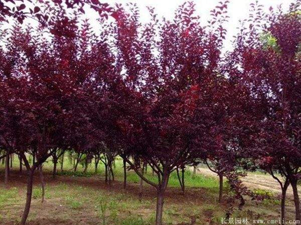 红叶李图片基地实拍