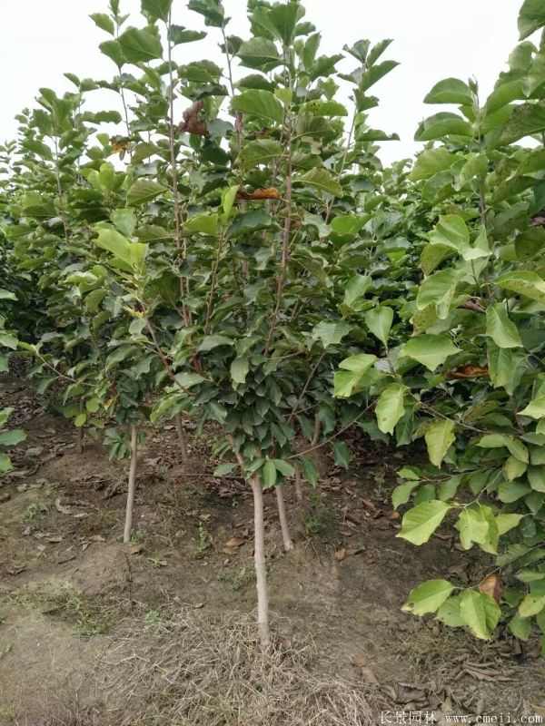 紫玉兰小苗图片基地实拍