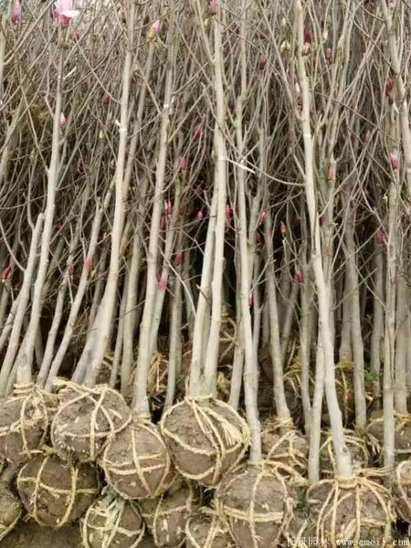 紫玉兰小苗图片基地实拍