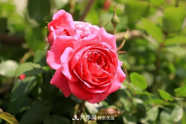 诗意和禅意：花开花落自有时，总赖东君主(图1)