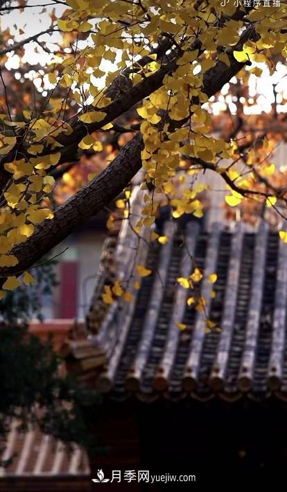 600岁"主播"上热搜:从故宫直播看苗木行业发展(图2) 600岁"主播"上热搜:从故宫直播看苗木行业发展(图2)