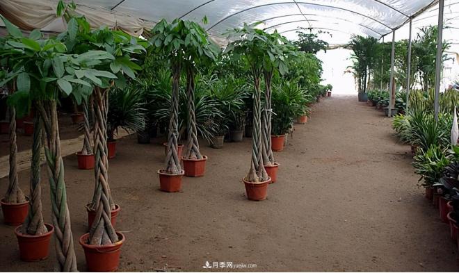 600岁"主播"上热搜:从故宫直播看苗木行业发展(图6) 600岁"主播"上热搜:从故宫直播看苗木行业发展(图6)