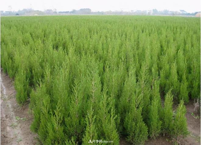 600岁"主播"上热搜:从故宫直播看苗木行业发展(图5) 600岁"主播"上热搜:从故宫直播看苗木行业发展(图5)