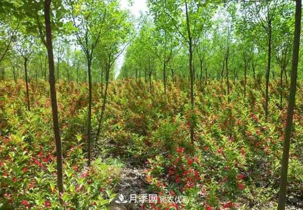 为什么严禁耕地种植花卉苗木草皮？(图1)