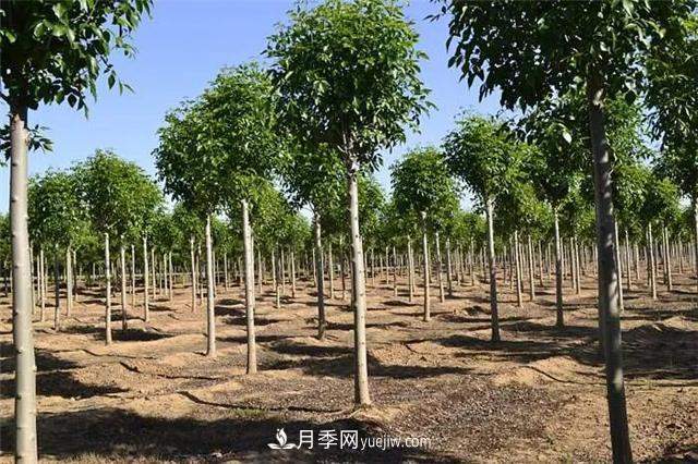 2022年前后会有一波苗木高峰行情？这个说法靠谱吗？(图1)