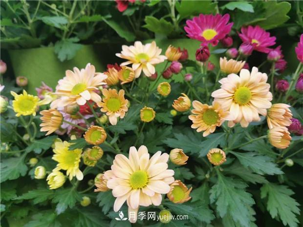 开封第38届菊花文化节盛大开幕美图来袭(图3) 开封第38届菊花文化节盛大开幕美图来袭(图3)