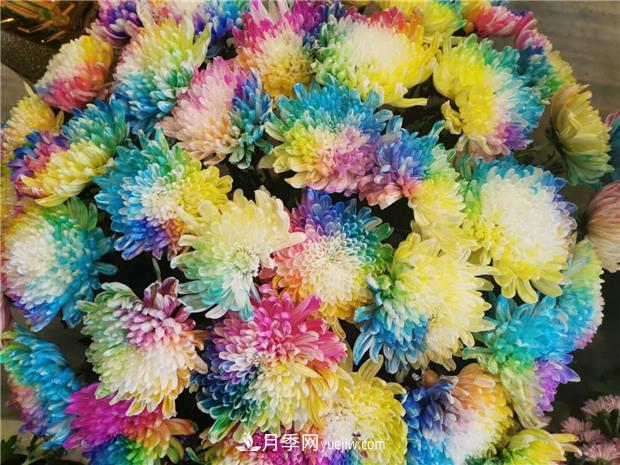 开封第38届菊花文化节盛大开幕美图来袭(图4) 开封第38届菊花文化节盛大开幕美图来袭(图4)