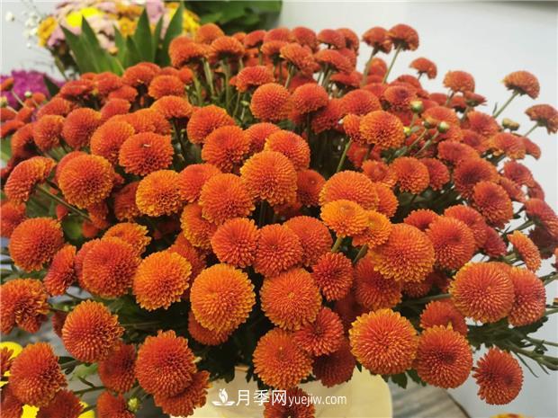 开封第38届菊花文化节盛大开幕美图来袭(图5) 开封第38届菊花文化节盛大开幕美图来袭(图5)