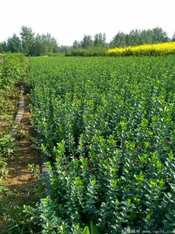 卫矛图片基地实拍