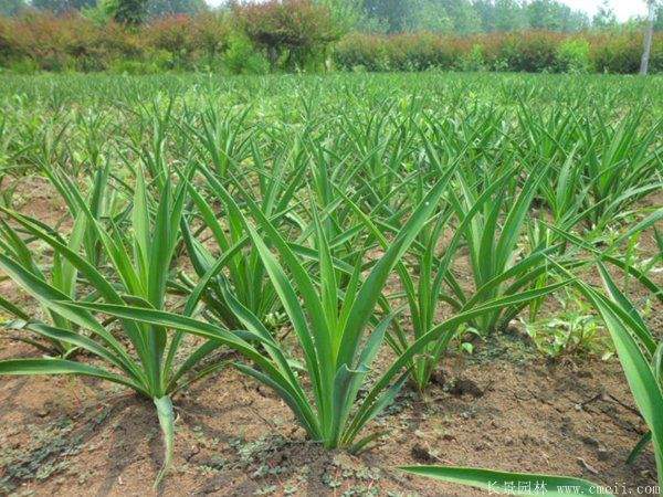 剑麻小苗图片基地实拍