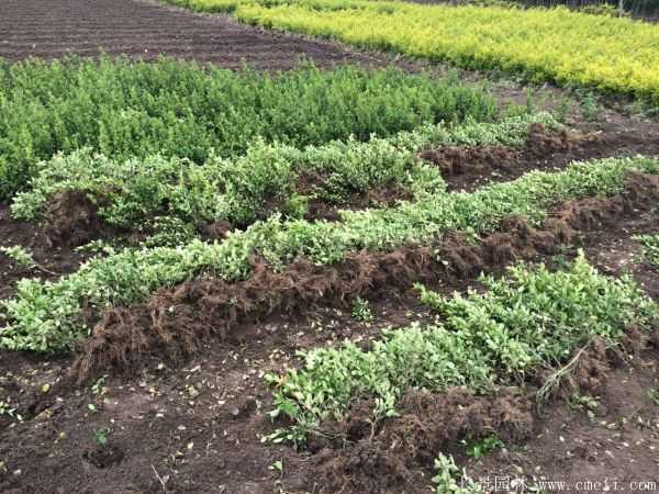 卫矛图片基地实拍