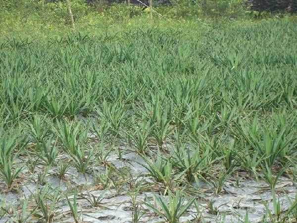 剑麻小苗图片基地实拍