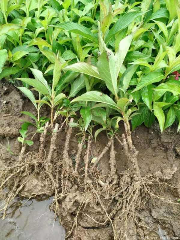 红王子锦带图片基地实拍